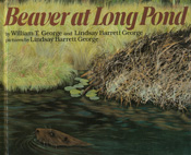 Bever at Long Pond