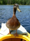 Duck