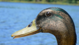 Duck